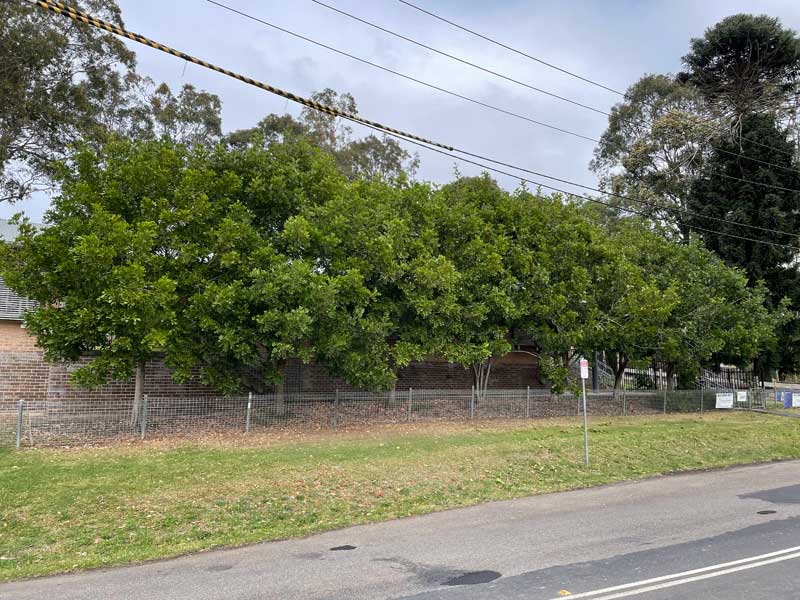 Tree pruning before