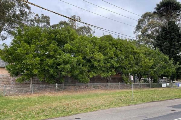 tree-pruning-before4E3E506E-AC31-F8AE-EFE5-EF9C0E5D0B84.jpg
