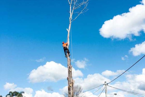 tree-removal8B4FE737-781C-9C17-B0BA-57F23CEA3D42.jpg